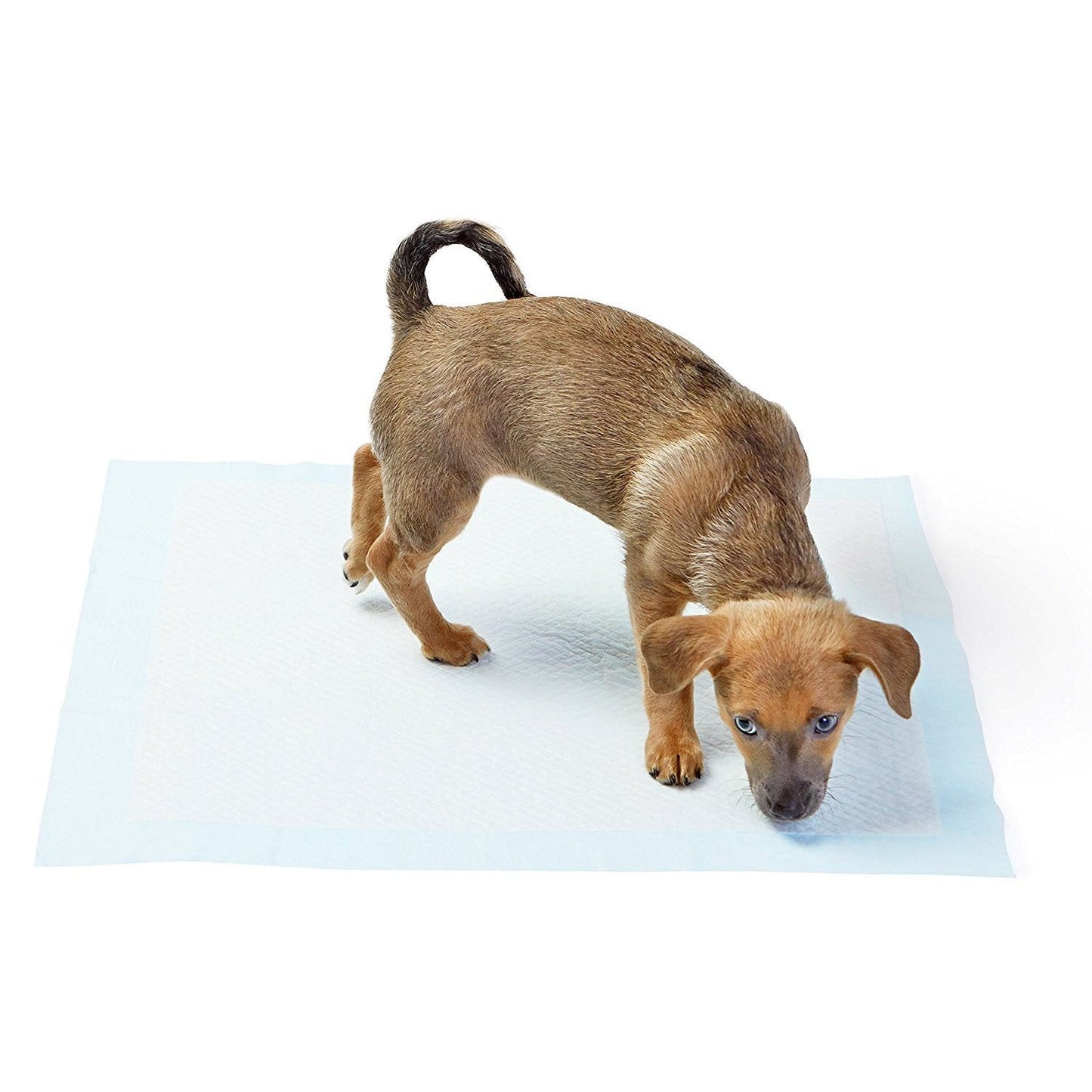 🐶🧼 Absorbent Leak-Proof Dog Potty Pads(20 Pcs)-Make Potty Training A Breeze For Your Pup✨
